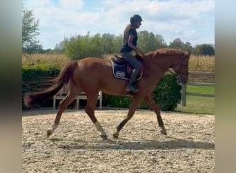 KWPN, Caballo castrado, 13 años, 170 cm, Alazán