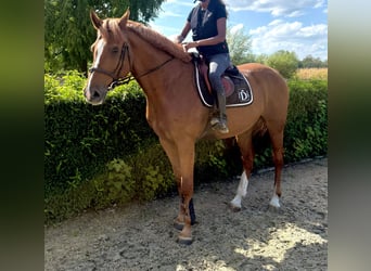 KWPN, Caballo castrado, 13 años, 170 cm, Alazán
