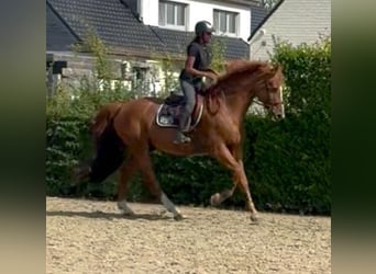 KWPN, Caballo castrado, 13 años, 170 cm, Alazán
