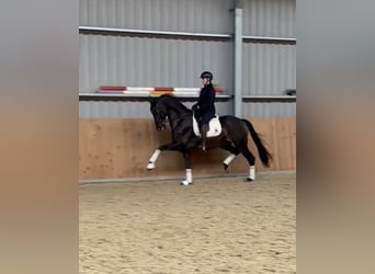 KWPN, Caballo castrado, 13 años, 170 cm, Castaño oscuro