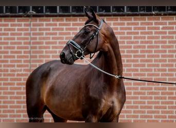 KWPN, Caballo castrado, 13 años, 170 cm, Castaño oscuro