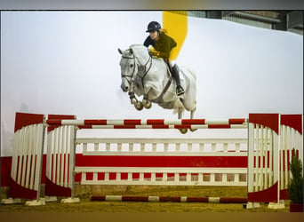 KWPN, Caballo castrado, 13 años, 171 cm, Tordo