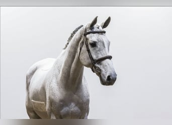 KWPN, Caballo castrado, 13 años, 171 cm, Tordo