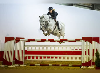 KWPN, Caballo castrado, 13 años, 171 cm, Tordo