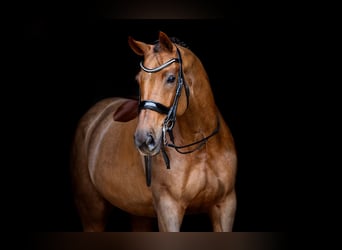 KWPN, Caballo castrado, 13 años, 172 cm, Alazán