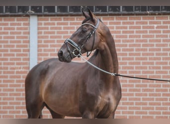 KWPN, Caballo castrado, 13 años, 172 cm, Castaño oscuro