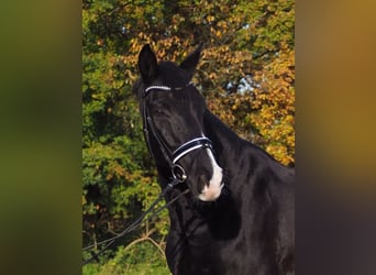 KWPN, Caballo castrado, 13 años, 172 cm, Negro