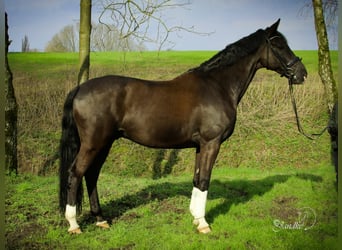 KWPN, Caballo castrado, 13 años, 172 cm, Negro