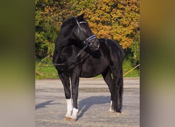 KWPN, Caballo castrado, 13 años, 172 cm, Negro