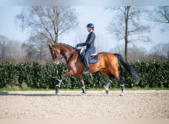 KWPN, Caballo castrado, 13 años, 174 cm, Castaño