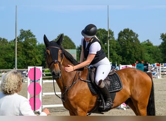 KWPN, Caballo castrado, 13 años, 174 cm, Castaño