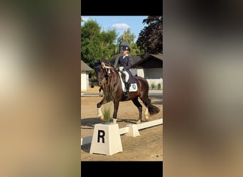 KWPN, Caballo castrado, 13 años, 174 cm, Negro