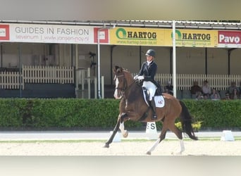 KWPN, Caballo castrado, 13 años, 175 cm, Castaño