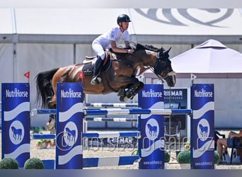 KWPN, Caballo castrado, 13 años, 175 cm, Castaño