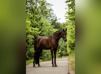 KWPN, Caballo castrado, 13 años, 175 cm, Castaño oscuro