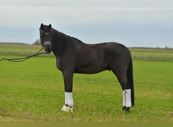 KWPN, Caballo castrado, 13 años, 175 cm, Morcillo
