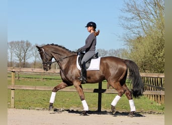 KWPN, Caballo castrado, 13 años, 175 cm, Morcillo