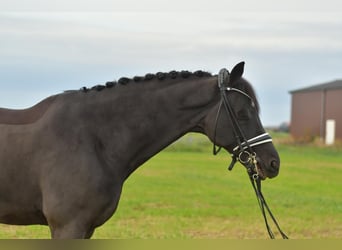 KWPN, Caballo castrado, 13 años, 175 cm, Negro