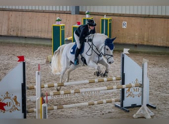 KWPN, Caballo castrado, 13 años, 175 cm, Tordo KWPN, Caballo castrado, 13 años, 175 cm, Tordo