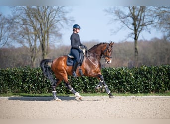 KWPN, Caballo castrado, 13 años, 176 cm, Castaño