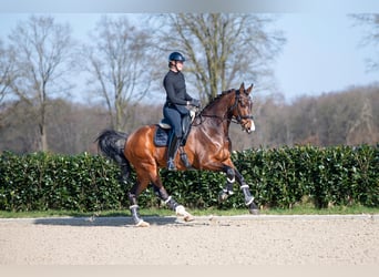 KWPN, Caballo castrado, 13 años, 176 cm, Castaño