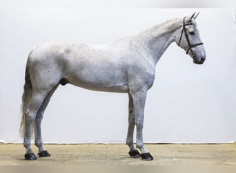 KWPN, Caballo castrado, 13 años, 178 cm
