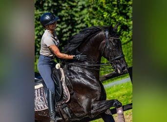 KWPN, Caballo castrado, 13 años, 182 cm, Negro