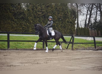 KWPN, Caballo castrado, 13 años, 182 cm, Negro