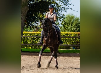 KWPN, Caballo castrado, 13 años, 182 cm, Negro