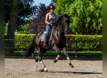 KWPN, Caballo castrado, 13 años, 182 cm, Negro