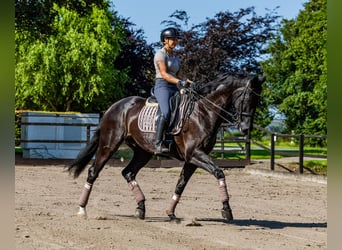 KWPN, Caballo castrado, 13 años, 182 cm, Negro