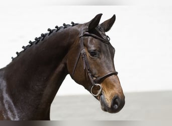 KWPN, Caballo castrado, 14 años, 163 cm, Castaño oscuro