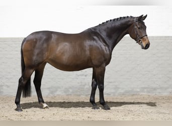 KWPN, Caballo castrado, 14 años, 163 cm, Castaño oscuro