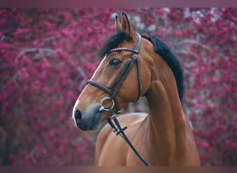 KWPN, Caballo castrado, 14 años, 167 cm, Castaño