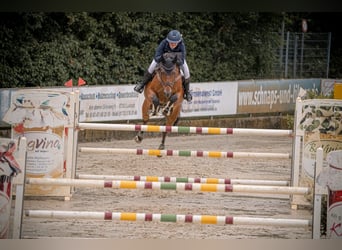 KWPN, Caballo castrado, 14 años, 167 cm, Castaño