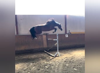 KWPN, Caballo castrado, 14 años, 168 cm, Castaño