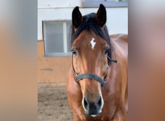 KWPN, Caballo castrado, 14 años, 168 cm, Castaño