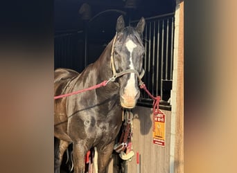 KWPN, Caballo castrado, 14 años, 168 cm, Negro