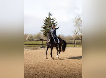 KWPN, Caballo castrado, 14 años, 168 cm, Negro