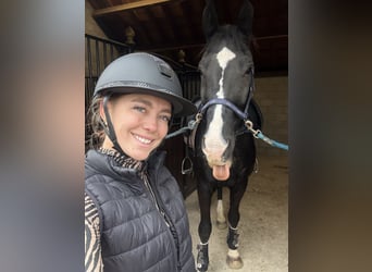 KWPN, Caballo castrado, 14 años, 168 cm, Negro