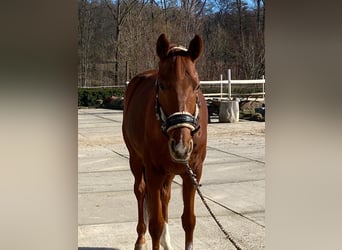KWPN, Caballo castrado, 14 años, 170 cm, Alazán