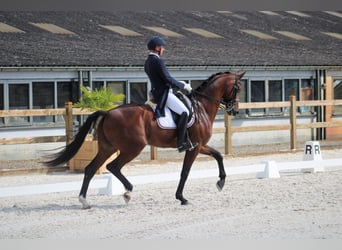 KWPN, Caballo castrado, 14 años, 170 cm, Castaño