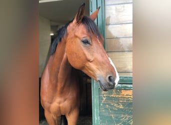 KWPN, Caballo castrado, 14 años, 170 cm, Castaño