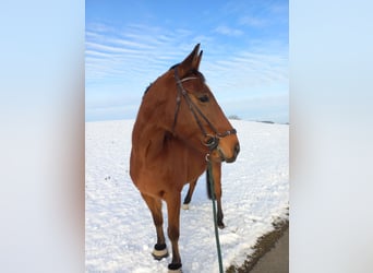 KWPN, Caballo castrado, 14 años, 170 cm, Castaño