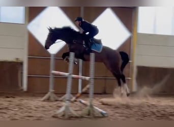 KWPN, Caballo castrado, 14 años, 170 cm, Castaño