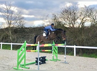 KWPN, Caballo castrado, 14 años, 170 cm, Castaño