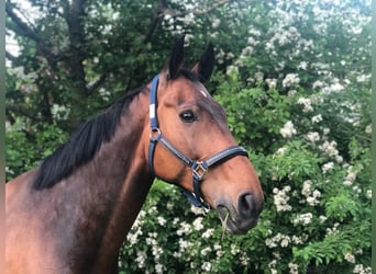 KWPN, Caballo castrado, 14 años, 170 cm, Castaño