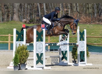 KWPN, Caballo castrado, 14 años, 170 cm, Castaño