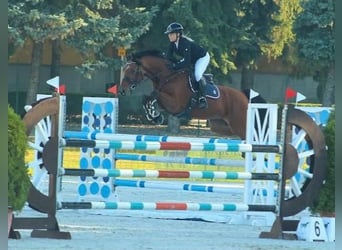 KWPN, Caballo castrado, 14 años, 170 cm, Castaño rojizo
