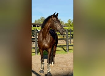 KWPN, Caballo castrado, 14 años, 170 cm, Negro